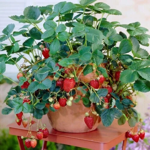 50 Dwarf Bonsai Strawberry Seeds - Edible Fruit Plant for Mini Planters - Image 4