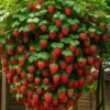 50 Dwarf Bonsai Strawberry Seeds - Edible Fruit Plant for Mini Planters - Image 1