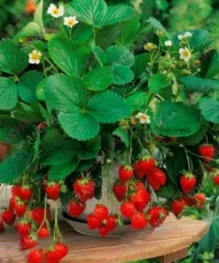 50 Dwarf Bonsai Strawberry Seeds - Mini Planter Bush Tree Seeds Edible - Image 2
