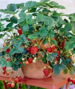 50 Dwarf Bonsai Strawberry Seeds - Mini Planter Bush Tree Seeds Edible - Image 4