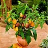 50 Dwarf Bonsai Tiger Melon Seeds - Heirloom Easy Grow Seeds - Image 1
