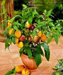 50 Dwarf Bonsai Tiger Melon Seeds - Heirloom Easy Grow Seeds - Image 1