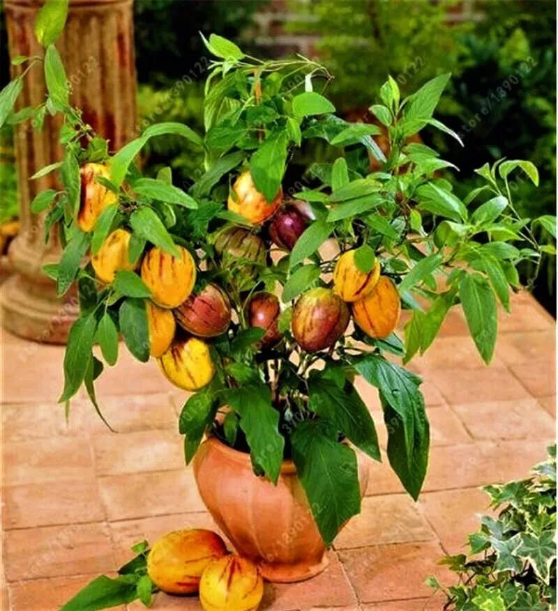 50 Dwarf Bonsai Tiger Melon Seeds - Heirloom Easy Grow Seeds - Image 1