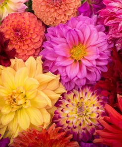 50 Dwarf Mix Dahlia Variabilis Seeds – Mixed Colors – 18-24" Tall – Annual/Zones 8-11 - Image 1