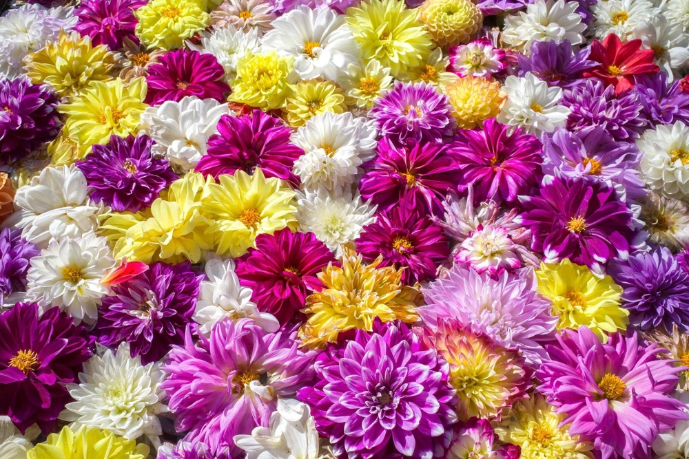 50 Dwarf Mix Dahlia Variabilis Seeds – Mixed Colors – 18-24" Tall – Annual/Zones 8-11 - Image 5