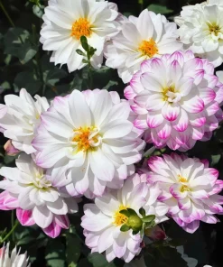 50 Dwarf Mix Dahlia Variabilis Seeds – Mixed Colors – 18-24