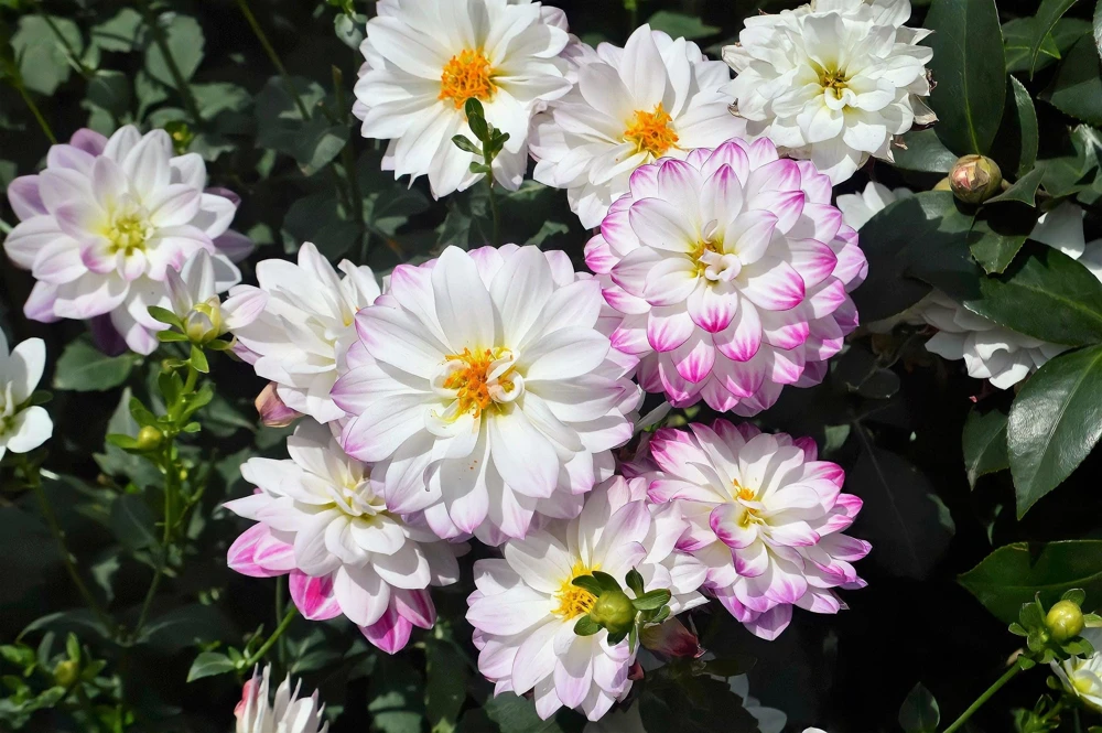 50 Dwarf Mix Dahlia Variabilis Seeds – Mixed Colors – 18-24" Tall – Annual/Zones 8-11 - Image 7