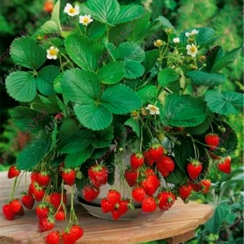 50 Dwarf Strawberry Seeds - Mini Edible Bush Tree Planter - Image 2
