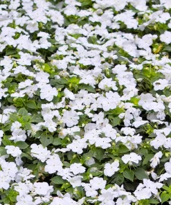 50 Dwarf White Impatiens Walleriana Seeds - Part Sun/Shade Flower Seeds - Image 2