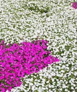 50 Dwarf White Impatiens Walleriana Seeds - Part Sun/Shade Flower Seeds - Image 3