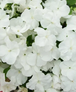 50 Dwarf White Impatiens Walleriana Seeds - Part Sun/Shade Flower Seeds - Image 4