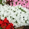 50 Dwarf White Impatiens Walleriana Seeds - Part Sun/Shade Flower Seeds - Image 1