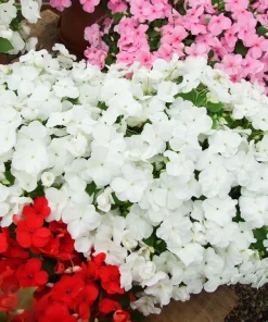 50 Dwarf White Impatiens Walleriana Seeds - Part Sun/Shade Flower Seeds - Image 1