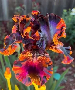 50 Firestorm Iris Flower Seeds – Perennial Iris for Garden & Landscaping - Image 1