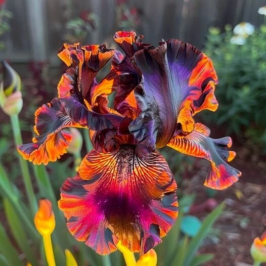 50 Firestorm Iris Flower Seeds - Vibrant Perennial Garden Plant - Image 1