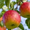 50 Fuji Apple Tree Seeds - Fresh, Edible Fruit Tree Seeds - Image 1