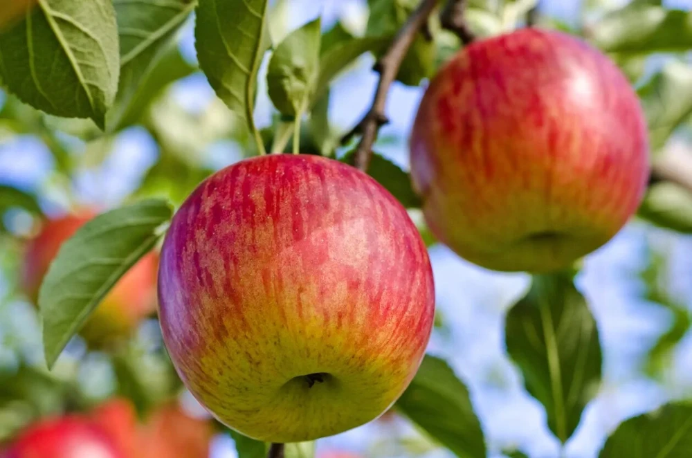 50 Fuji Apple Tree Seeds - Fresh, Edible Fruit Tree Seeds - Image 1