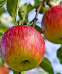 50 Fuji Apple Tree Seeds - Fresh Fruit Tree Seeds for Planting - Image 1