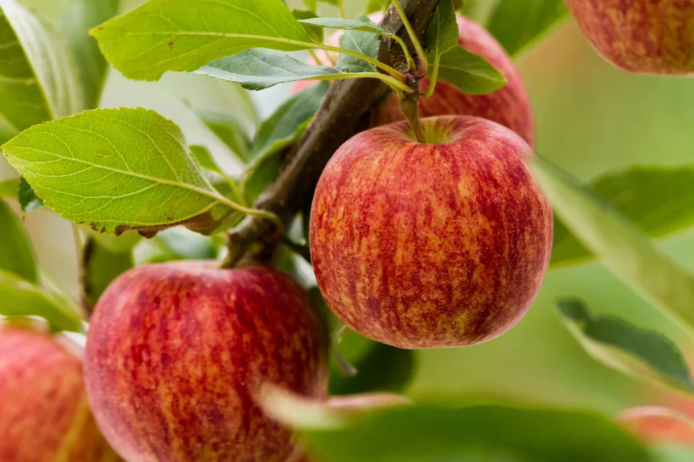 50 Gala Apple Tree Seeds - Edible Red Apple Fruit Seeds - Image 1