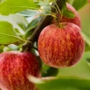 50 Gala Apple Tree Seeds - Fresh Fruit Tree Seeds for Planting - Image 1