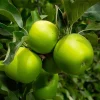 50 Granny Smith Apple Tree Seeds - Grow Edible Green Apples - Image 1