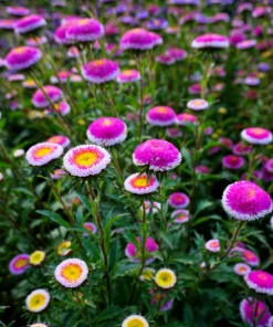50 Hi No Maru Aster Seeds - Double Red & White Pompon Flower Seeds - Image 10