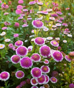 50 Hi No Maru Aster Seeds - Double Red & White Pompon Flower Seeds - Image 2