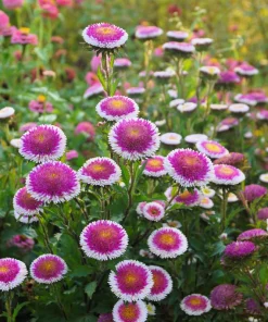 50 Hi No Maru Aster Seeds - Double Red & White Pompon Flower Seeds - Image 3