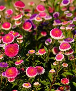 50 Hi No Maru Aster Seeds - Double Red & White Pompon Flower Seeds - Image 4