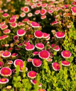 50 Hi No Maru Aster Seeds - Double Red & White Pompon Flower Seeds - Image 5