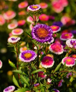 50 Hi No Maru Aster Seeds - Double Red & White Pompon Flower Seeds - Image 6