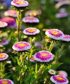 50 Hi No Maru Aster Seeds - Double Red & White Pompon Flower Seeds - Image 7