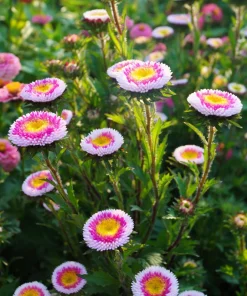 50 Hi No Maru Aster Seeds - Double Red & White Pompon Flower Seeds - Image 8