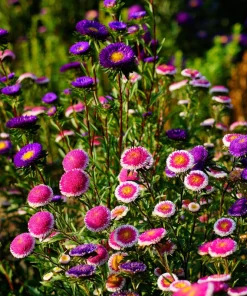 50 Hi No Maru Aster Seeds - Double Red & White Pompon Flower Seeds - Image 9