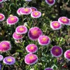 50 Hi No Maru Aster Seeds - Double Red & White Pompon Flower Seeds - Image 1