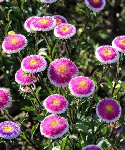 50 Hi No Maru Aster Seeds - Double Red & White Pompon Flower Seeds - Image 1