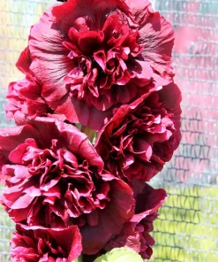 50 Hollyhock Seeds Double Mixed Colors Alcea Rosea - Summer Carnival - Image 10
