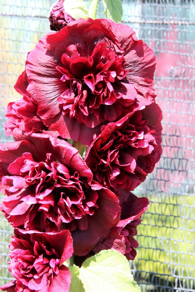 50 Hollyhock Seeds Double Mixed Colors Alcea Rosea - Summer Carnival - Image 10