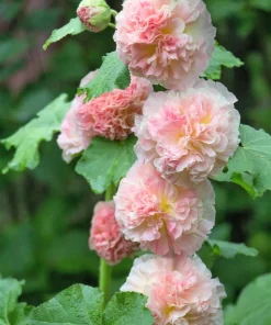 50 Hollyhock Seeds Double Mixed Colors Alcea Rosea - Summer Carnival - Image 11
