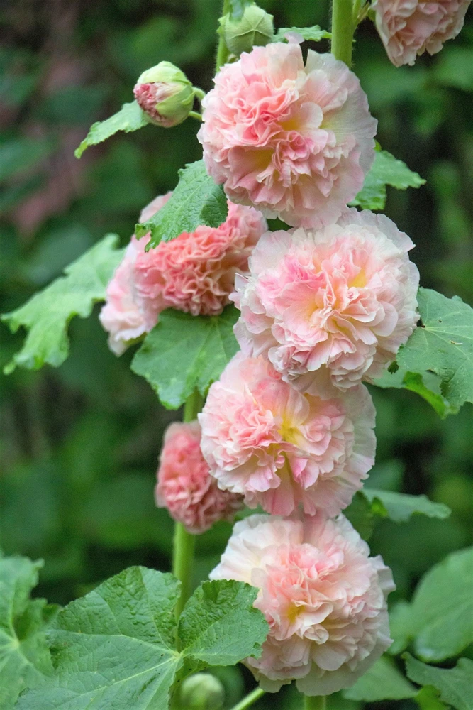 50 Hollyhock Seeds Double Mixed Colors Alcea Rosea - Summer Carnival - Image 11