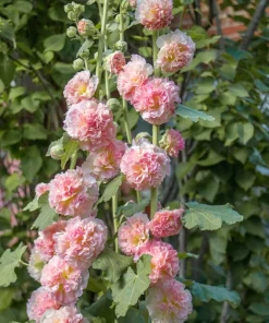 50 Hollyhock Seeds Double Mixed Colors Alcea Rosea - Summer Carnival - Image 12