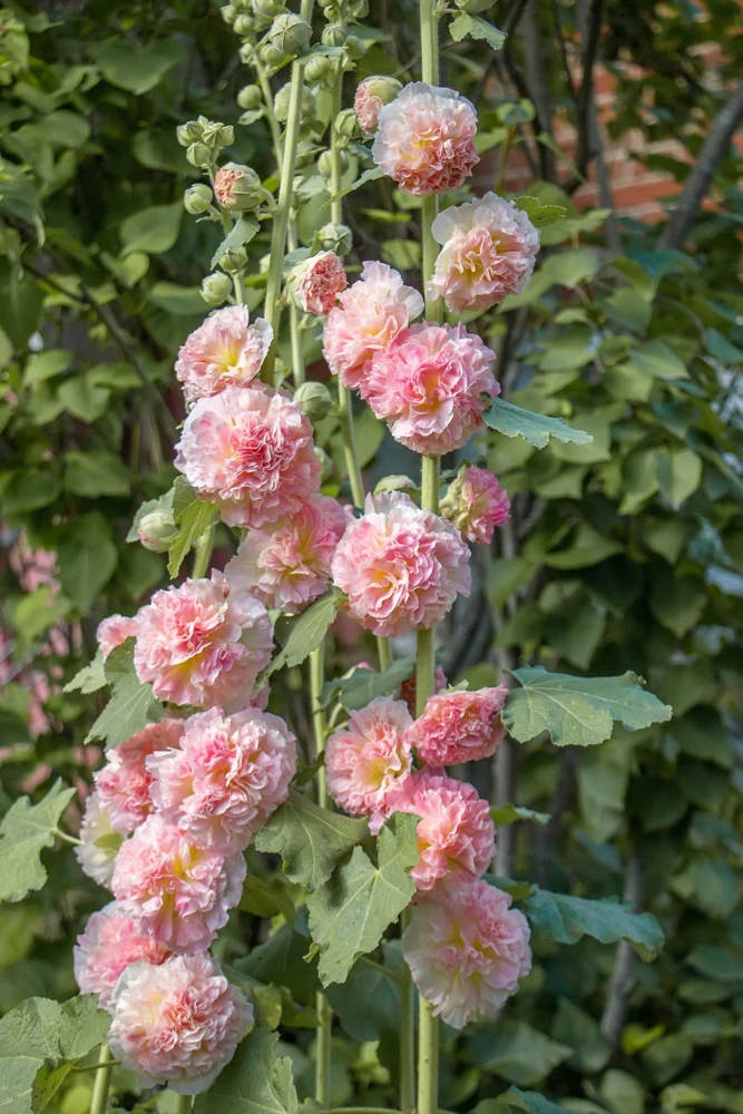 50 Hollyhock Seeds Double Mixed Colors Alcea Rosea - Summer Carnival - Image 12