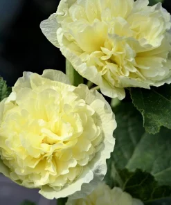 50 Hollyhock Seeds Double Mixed Colors Alcea Rosea - Summer Carnival - Image 13
