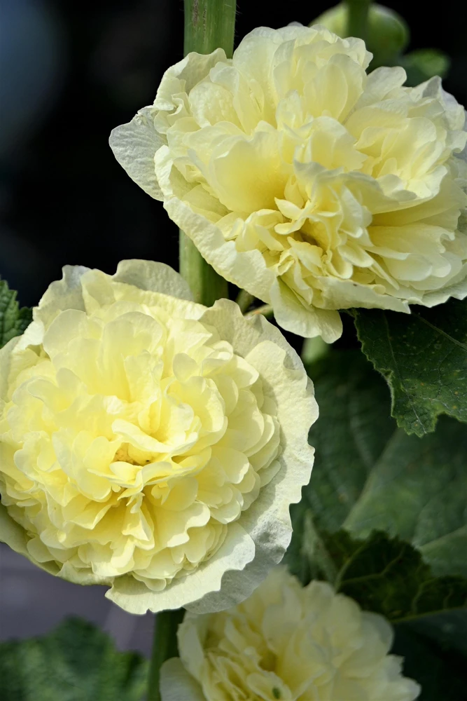 50 Hollyhock Seeds Double Mixed Colors Alcea Rosea - Summer Carnival - Image 13