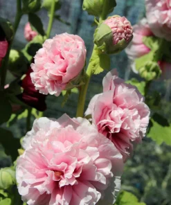 50 Hollyhock Seeds Double Mixed Colors Alcea Rosea - Summer Carnival - Image 14