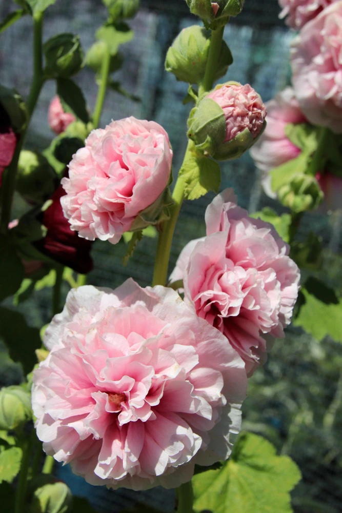 50 Hollyhock Seeds Double Mixed Colors Alcea Rosea - Summer Carnival - Image 14