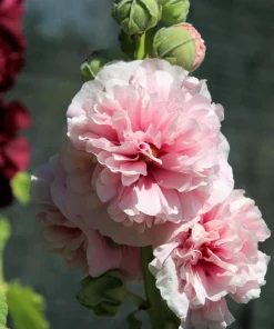 50 Hollyhock Seeds Double Mixed Colors Alcea Rosea - Summer Carnival - Image 15