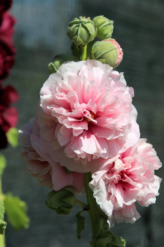 50 Hollyhock Seeds Double Mixed Colors Alcea Rosea - Summer Carnival - Image 15