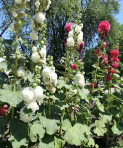 50 Hollyhock Seeds Double Mixed Colors Alcea Rosea - Summer Carnival - Image 16