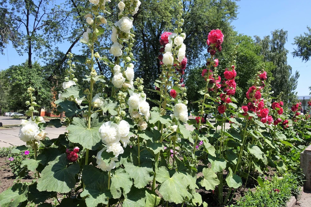 50 Hollyhock Seeds Double Mixed Colors Alcea Rosea - Summer Carnival - Image 16